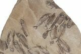 Fossil Fish (Gosiutichthys) Mortality Plate - Wyoming #212103-1